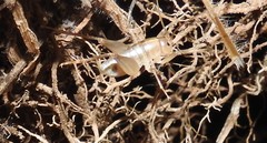 Ceuthophilus californianus