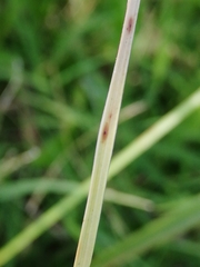 Carex leersii