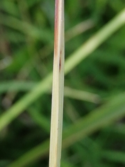 Carex leersii