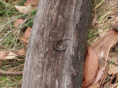 Pseudemoia entrecasteauxii