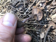 Pseudoomphalina angelesiana