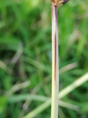 Carex leersii