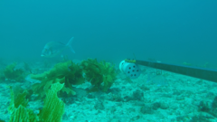 Nemadactylus douglasii