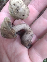 Sarcodon atroviridis