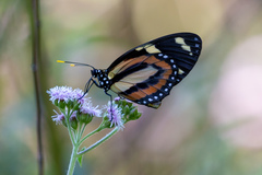 Lycorea halia discreta