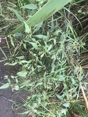 Ageratina riparia