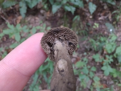 Sarcodon atroviridis