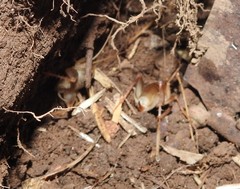 Ceuthophilus californianus