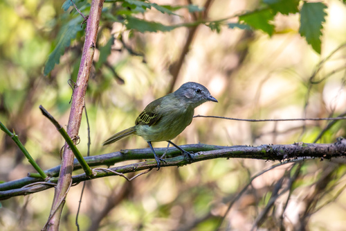 Guianan Tyrannulet (Zimmerius acer), photo 7