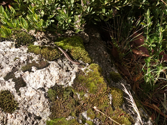 Pseudemoia entrecasteauxii