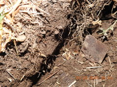 Ceuthophilus californianus