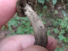 Sarcodon atroviridis