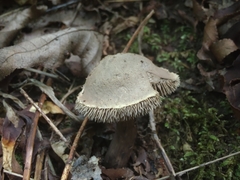 Sarcodon atroviridis