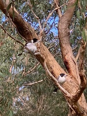 Cracticus torquatus torquatus