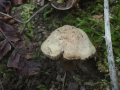 Sarcodon atroviridis