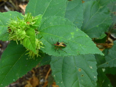 Hypselonotus bitrianguliger