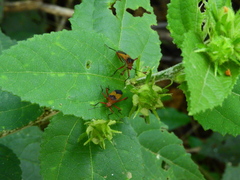 Hypselonotus bitrianguliger