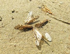 Macrostemum radiatum