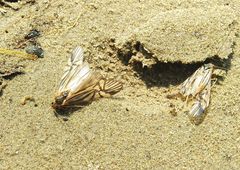 Macrostemum radiatum