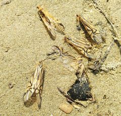 Macrostemum radiatum