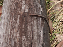 Pseudemoia entrecasteauxii