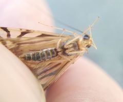 Macrostemum radiatum