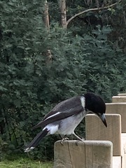 Cracticus torquatus torquatus