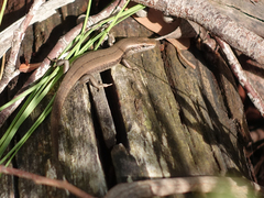 Pseudemoia entrecasteauxii