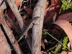 Pseudemoia entrecasteauxii