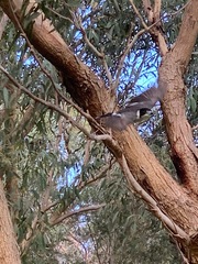 Cracticus torquatus torquatus