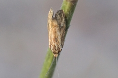 Brachodes