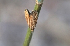 Brachodes