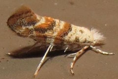 Cameraria hamadryadella