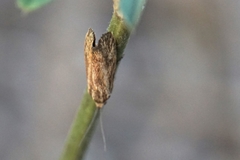 Brachodes
