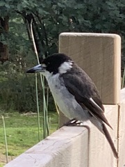 Cracticus torquatus torquatus