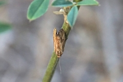 Brachodes