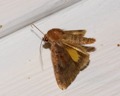 Cryptocala acadiensis
