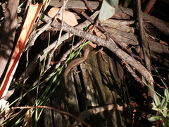 Pseudemoia entrecasteauxii