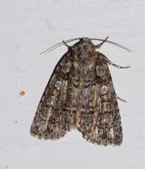 Acronicta increta