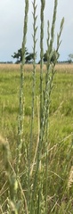 Elymus smithii