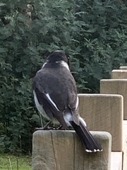 Cracticus torquatus torquatus