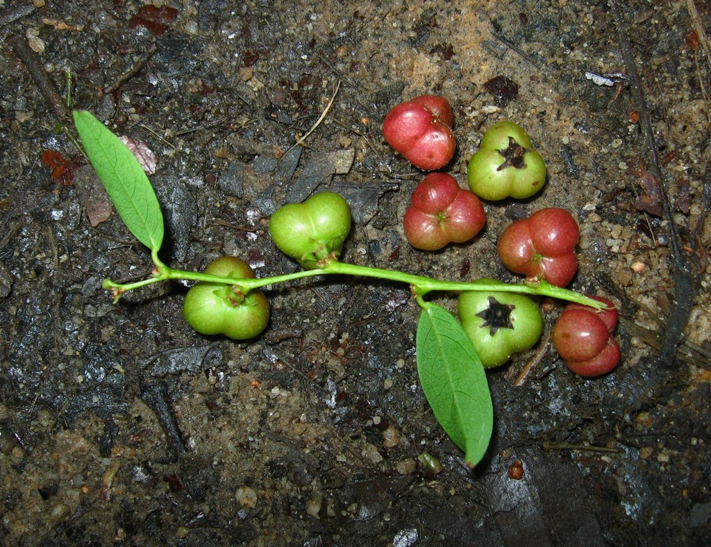 Cleistanthus sumatranus (Cleistanthus sumatranus)