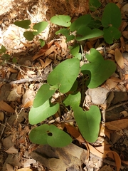 Aristolochia californica