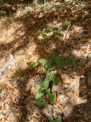 Aristolochia californica