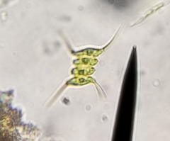 Scenedesmaceae