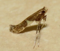 Caloptilia umbratella