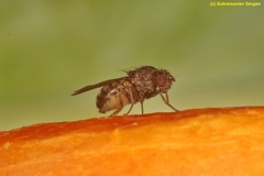 Drosophila repleta