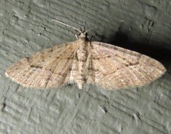 Eupithecia unicolor
