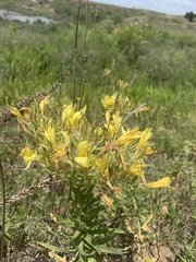 Oenothera grandis