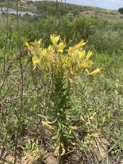 Oenothera grandis